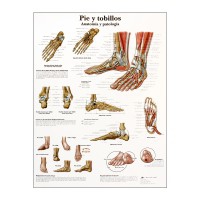 Grafico anatomico: piede e caviglie